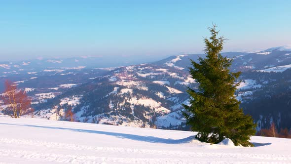 A Small Fluffy Tree Against the Backdrop of an Irresistible View of the Winter Mountains of the alt