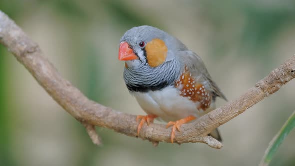 Australian Zebra Finch One of the Most Popular Weaver Birds Bred By Hobbyists alt