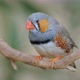 Australian Zebra Finch One of the Most Popular Weaver Birds Bred By Hobbyists - VideoHive Item for Sale