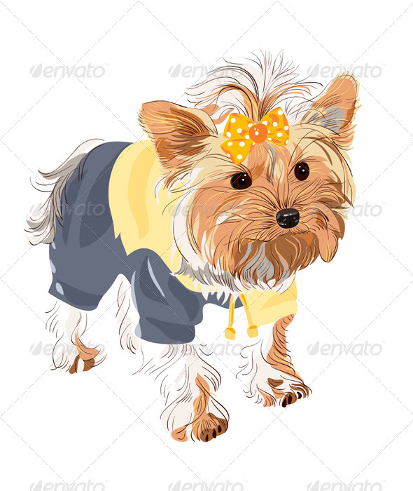 Pedigreed dog Yorkshire terrier