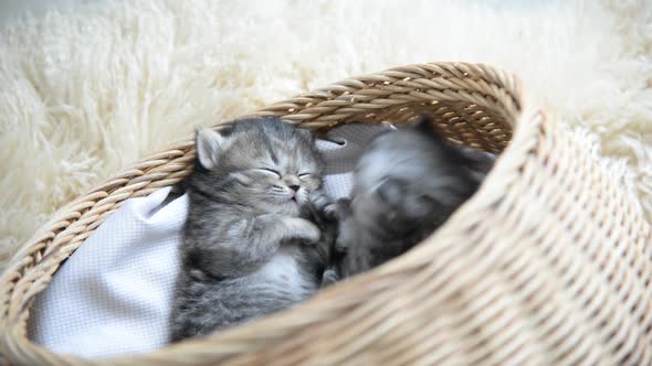 Cute Tabby Kittens Sleeping And Hugging In A Basket alt
