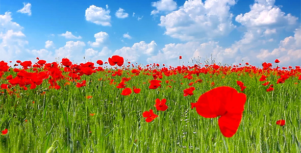 Red Poppies 8