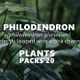 PHILODENDRON (philodendron gloriosum) Looped plants