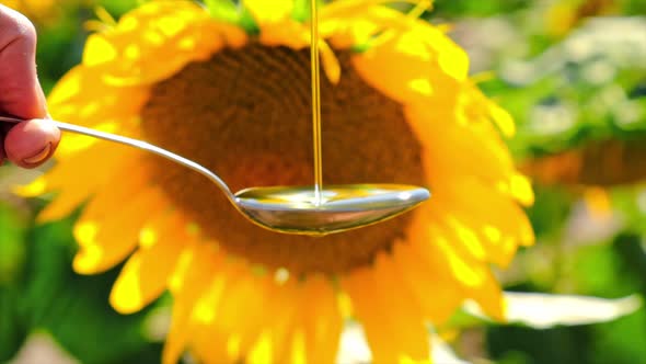 Sunflower Oil in the Field alt