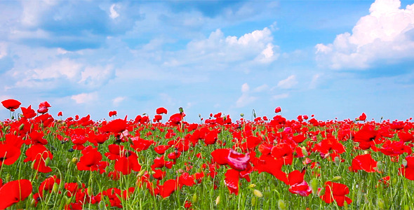 Red Poppies 12