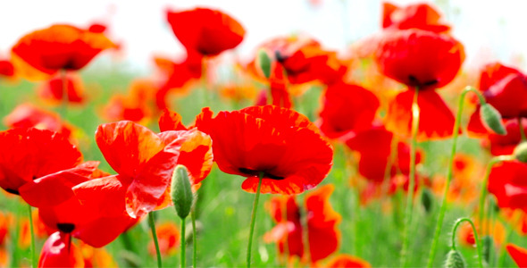 Red Poppies 14