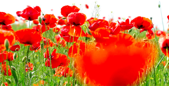 Red Poppies 15