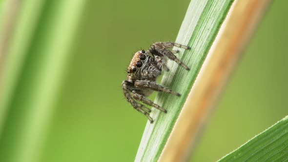 Jumping Spider (Evarcha Arcuata) Close Up