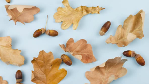 Dry Brown Oak Leaves with Acorns Lie on a Pastel Blue Background alt