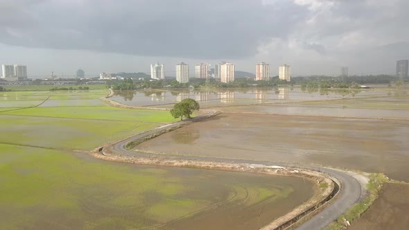 A curve path at paddy field. alt