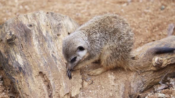 Suricate or meerkat (Suricata suricatta) eats prey