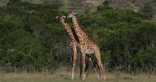 Masai Giraffe, giraffa camelopardalis tippelskirchi, Adults Fighting, Masai Mara Park in Kenya alt