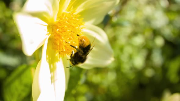 Bumble bee landing on a flower