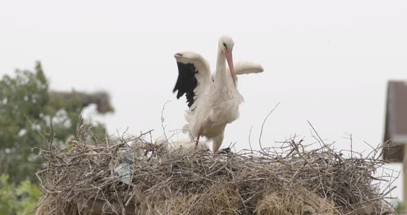 Stork Stretching