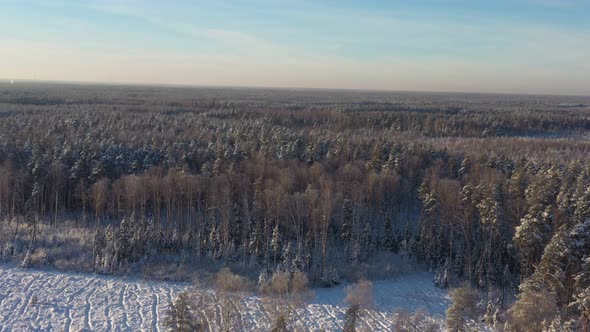 Huge Expanses of Snowcovered Pine Forest After Snowfall on a Bright Sunny Day