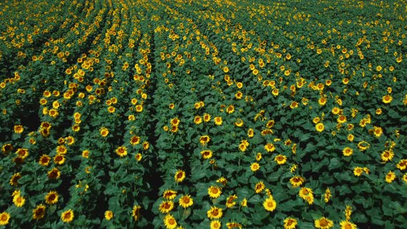 Aerial Drone View Flight Over Sunflower Field on Sunny Summer Day alt