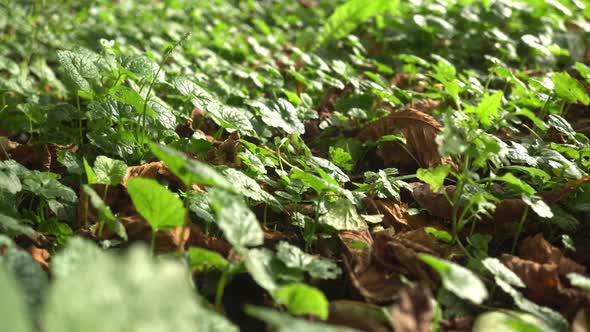 Green Plants At Sunset Slider Shot alt