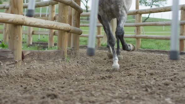 The horse hooves alt