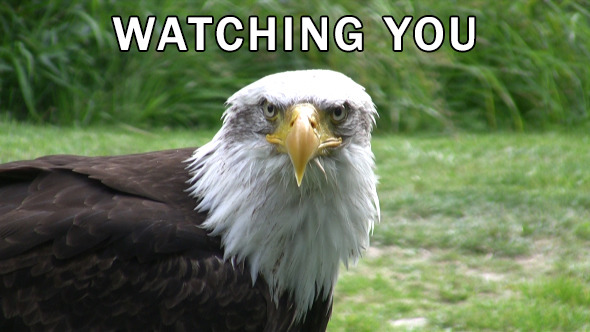 American Eagle Watching You