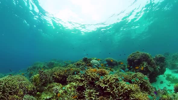 Coral Reef and Tropical Fish alt