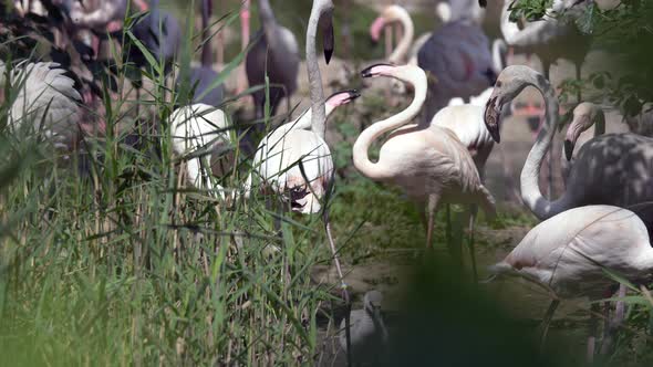 Wide shot of many flamingos resting in natural stream during sunny day,slow motion alt