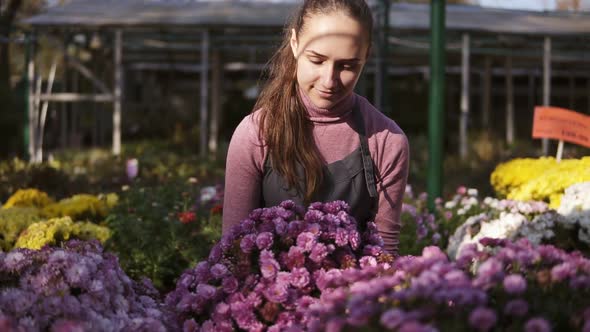 Young Smiling Female Florist in Apron Examining and Arranging Flowerpots with Chrysanthemum on the alt
