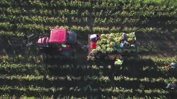 Aerial straight down of tractor and corn wagon in corn field with workers on a summer morning. alt