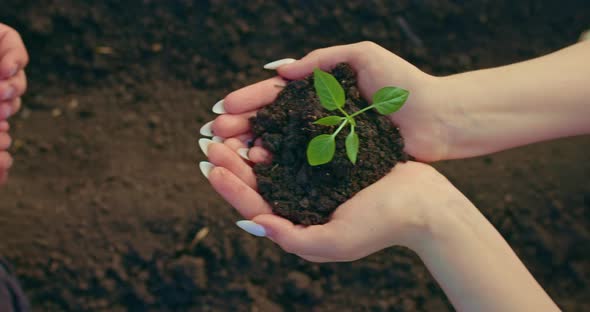 Woman is Holding Small Sprouts with Soil in Hands and Giving to Man or Child Close Up View  Prores alt