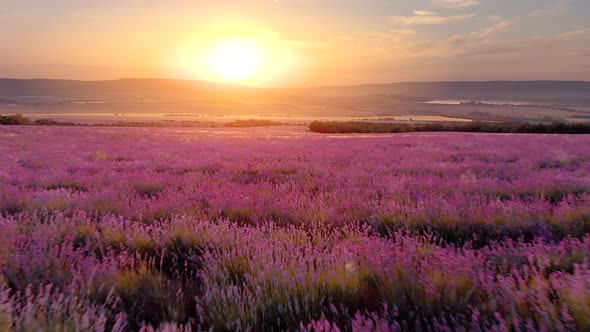 Flight Over Big Hill of Lavender Meadow at Sunset