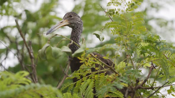 Close up of a limpkin bird standing on a branch between leaves looking around curiously. Slow motion alt