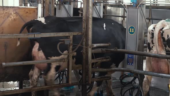 One by one the cows enter the automated milking system at Milk production farm alt