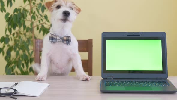 Dog breed Jack Russell Terrier is working on a table behind a laptop with a green screen alt