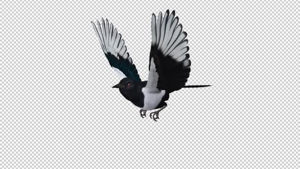 Eurasian Magpie Bird - Flying Loop - SIde Angle CU - Alpha Channel