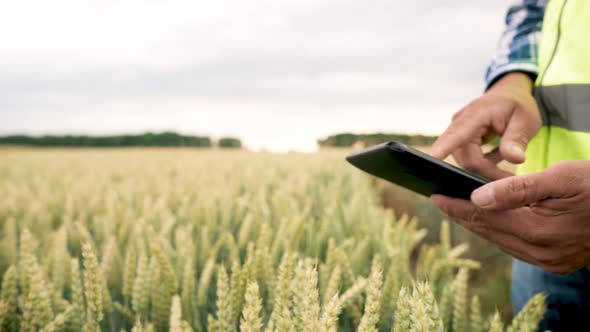 Farmer Using Tablet in Wheat Field