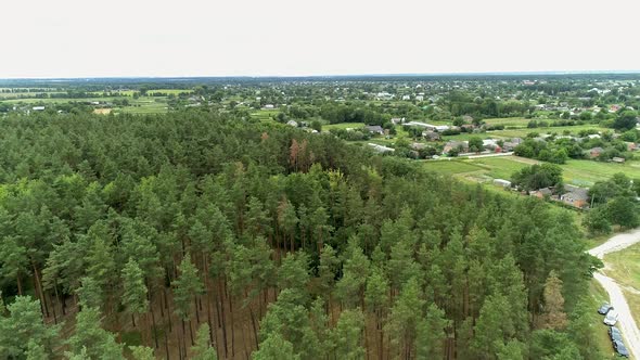 Aerial view of a beautiful young pine forest on a summer day near the village, Landscapes