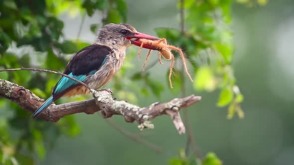 Brown hooded Kingfisher in Kruger National park, South Africa alt