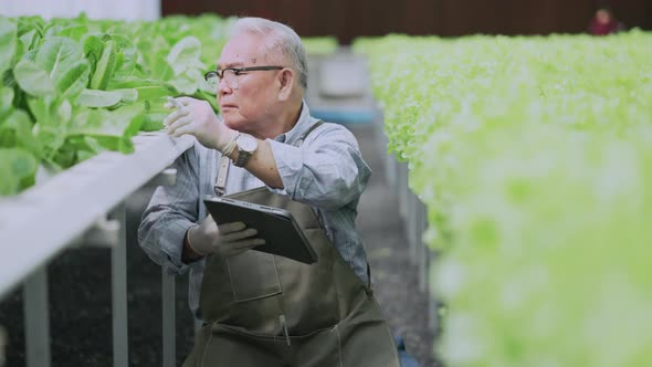 asian elder male business owner observes about growing organic arugula on hydroponics farm