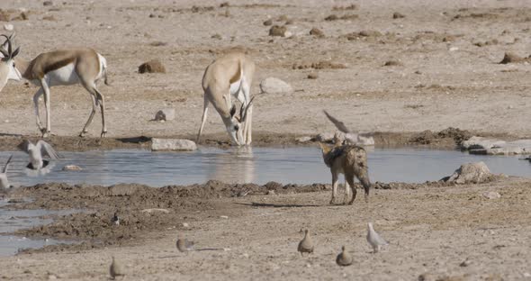 Jackal Around a Waterhole