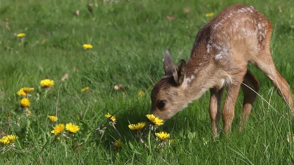 975059 Roe Deer, capreolus capreolus, Fawn in Blooming Meadow, Normandy, Real Time alt