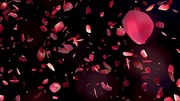 Red Rose Petals Flying on Beautiful Black Background