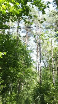 Vertical Video of Forest By Day alt