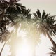 Underside of the Coconuts Tree with Clear Sky and Shiny Sun - VideoHive Item for Sale