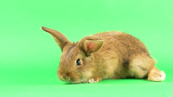 Small Fluffy Brown Domestic Rabbit on a Green Screen, Close-up. Easter Bunny on Chromakeia alt