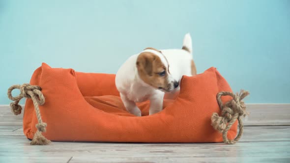 Cute Puppy Jump in a Couch alt