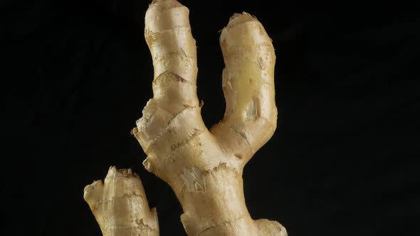 Fresh ginger root or rhizome