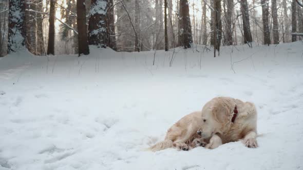 Pets in Nature - a Beautiful Golden Retriever Sits in a Winter Snow-covered Forest
