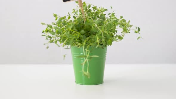 Green Thyme Herb with Name Plate in Pot on Table 3 alt