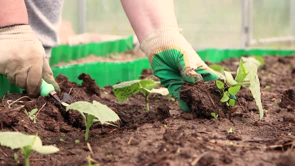 Women's Hands in Gloves Plant Seedlings of Cucumbers in the Garden alt