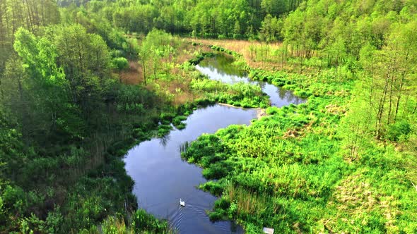 Swan on small river among green forest in spring alt