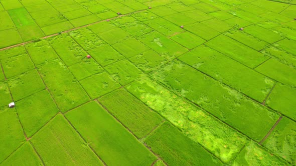 4K, A green rice field waving in the wind, Green rice plants growing. Nature Aerial footage alt